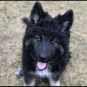 Meet your Posher, Caddie